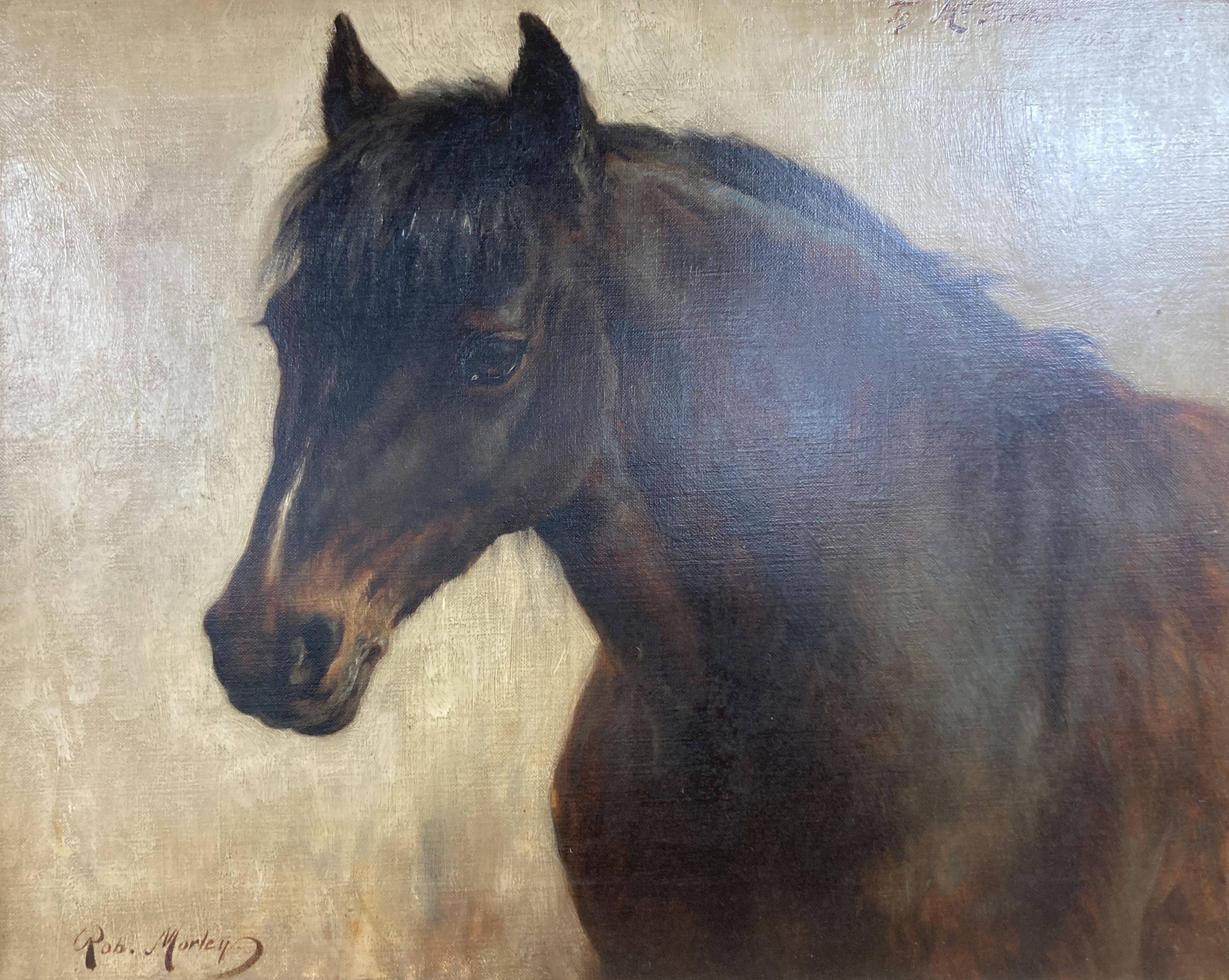 Rob Morley (1857-1941), oil on canvas, portrait of a foal, inscribed ‘to Mr Portass, 1898’, signed, 40 x 50cm.